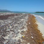 Proponen colectar sargazo en alta mar y crear cadena de valor
