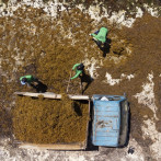 Abinader crea Gabinete de Lucha Contra el Sargazo