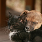 Rechazan consulta pública del Ministerio de Medio Ambiente para reglamentar cacería en el país