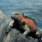 El Niño, la mayor amenaza en décadas para las especies vulnerables de Galápagos