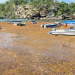 Proyectos de investigación sobre el sargazo de nueve universidades se encuentran en espera de fondos