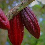 Los precios del cacao alcanzan máximos históricos