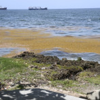 Proyectos de investigación sobre Sargazo de nueve universidades están en espera de fondos