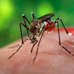 La ciudad de Dourados, pionera en Brasil en vacunar a su población contra el dengue