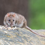 La OMS dice que el riesgo del hantavirus para la salud pública mundial 
