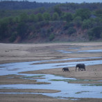 Han muerto al menos cien elefantes en los últimos tres meses en Zimbabue por sequía