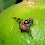 Agricultura confirma la presencia de la mosca del Mediterráneo en Punta Cana
