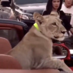 Denuncian en Tailandia a dueños de un león por pasearlo en un descapotable
