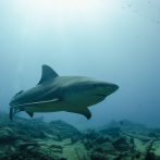 Un surfista muere tras ser atacado por un tiburón en una playa del norte de Sídney