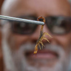 Los ataques de escorpión se multiplican en São Paulo de la mano del cambio climático