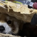 Detienen a 6 personas en Tailandia por llevar en equipaje a un panda rojo y animales silvestres