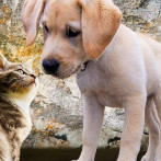 Embajada de Israel apoya Pacto para la Protección de los Animales impulsado por LISTÍN DIARIO