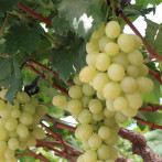Empieza en Baní cosecha de uvas de mesa de alto valor genético