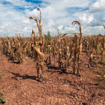 Día Mundial del Medioambiente: El impacto de la desertificación del planeta en la salud