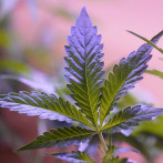 La marihuana llegó para quedarse en los deportistas de Estados Unidos