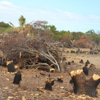 Medio Ambiente notifica a depredadores que abandonen Las Dunas