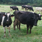 La Altagracia concentra más de 215,000 cabezas de ganado y lidera producción de carne y leche