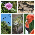 COP16: República Dominicana ratifica su compromiso con la biodiversidad