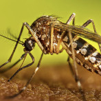 Los casos de cólera, leptospirosis y COVID-19 por debajo de cero en República Dominicana