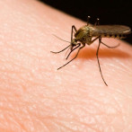 El ambiente y la especie de mosquito pueden determinarla circulación de la malaria
