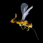 Nuevo registro de avispa polinizadora de Ficus religiosa en República Dominicana