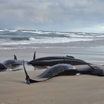 Termina operativo para sacrificar a más de 100 ballenas varadas en playa de Australia