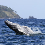 Comienza la temporada de avistamiento de ballenas jorobadas 2026