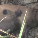 Muerte de cerdos por rara enfermedad preocupa a comunidad de Dajabón