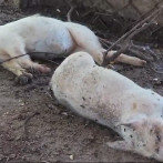 Fiebre porcina africana causa muertes de cerdos en Dajabón, confirman autoridades