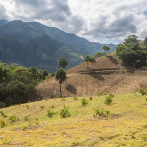 “El Estado debe fomentar la industria forestal en los sitios donde se puede hacer”