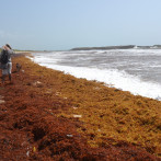 Buscando soluciones: un año haciéndole frente al sargazo