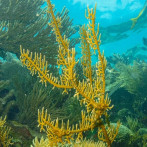 Océanos limpios para un desarrollo humano sostenible