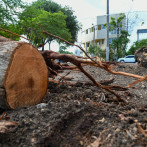 Conmociona la tala de árboles en el Centro Olímpico
