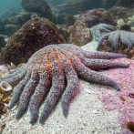 Expertos identifican una bacteria responsable de diezmar las estrellas de mar en Norteamérica