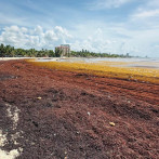 Sargazo invade playas de Juan Dolio y golpea al turismo local
