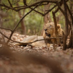 Trabajador de zoológico en Tailanda muere atacado por varios leones frente a turistas