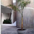 Apuntes sobre el arte conceptual: Lo que se saca de raíz vuelve a crecer