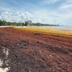Sargazo afecta a comerciantes y visitantes en playas de Juan Dolio