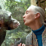 Muere Jane Goodall, pionera en estudio de los chimpancés