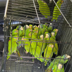 Autoridades rescatan 28 aves en veda en Dajabón