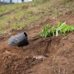En el Mes de la Reforestación, más de un millón de plántulas serán plantadas en cuencas altas, medias y bajas