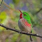 Conoce el barrancolí, mascota de los XXV Juegos Centroamericanos y del Caribe