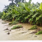 Reclaman plan de emergencia para recuperar plantaciones agrícolas devastadas por Melissa en el Sur