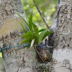 Reintroducción de orquídeas en la reserva científica Villa Elisa