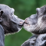 El primer beso en la boca podría remontarse a 21 millones de años, según estudios