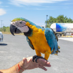 Medio Ambiente hace llamado al registro obligatorio de animales exóticos en el país