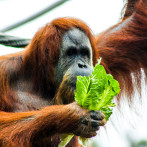 Los orangutanes poseen un 'catálogo mental' para saber qué comer cuando se independizan