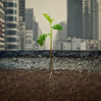 ‘Suelos sanos para ciudades saludables’