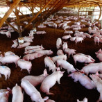 El país importa de España productos de cerdo considerados “gourmet”