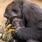 Arranca la votación para elegir el nombre del único gorila nacido en España en 2025